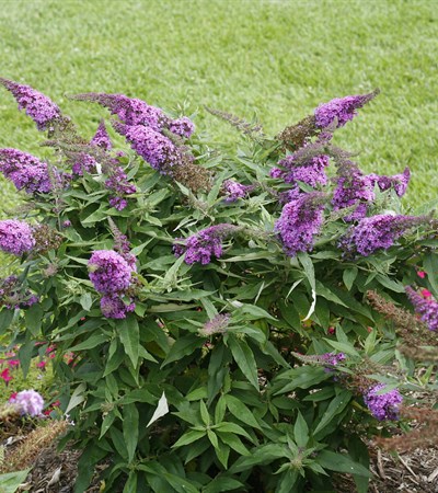 Butterfly Bush Pugster Periwinkle®
